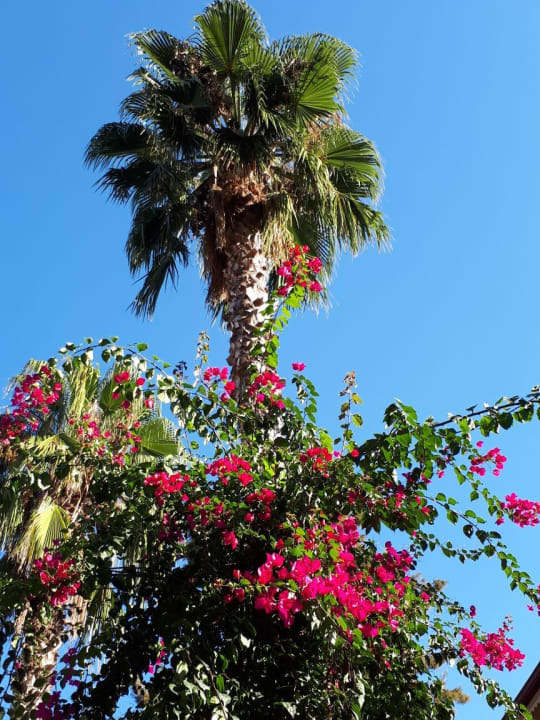 Gartenanlage Club Sidelya Hotel