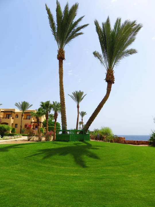 Ein Rasen wie auf dem Golfplatz Steigenberger Coraya Beach - Adults only