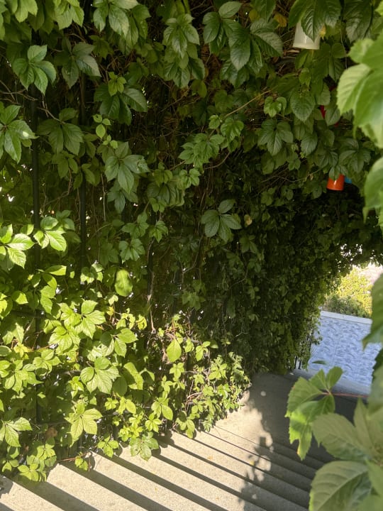 Gartenanlage Dream World Palace Hotel