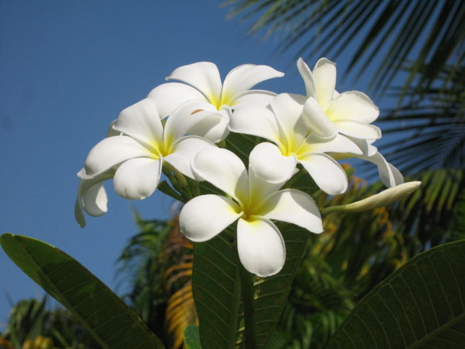 Blumen im Hotel ROBINSON KHAO LAK