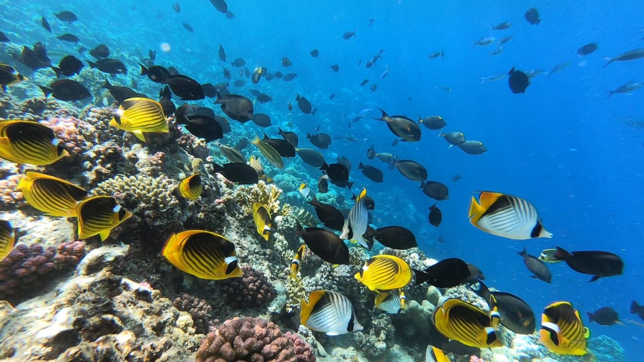 Sport & Freizeit Oyster Bay Beach Resort - Luxury Serviced Condo