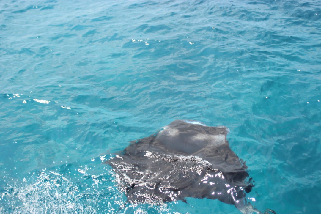 Auf Mantatour Kuredu Island Resort & Spa