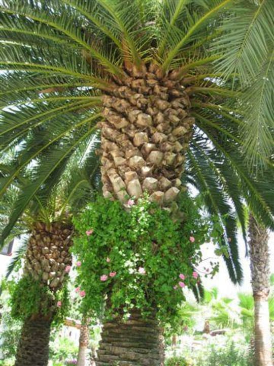 Palme Hotel Yücelen