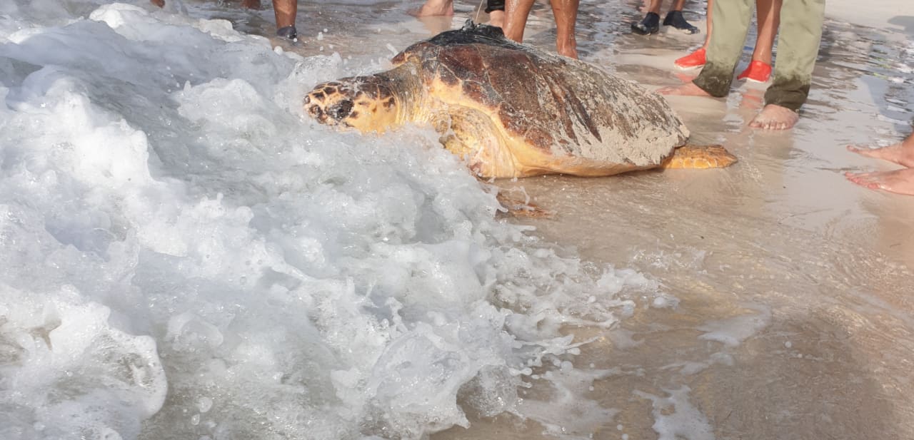 Strand Saadiyat Rotana Resort &  Villas