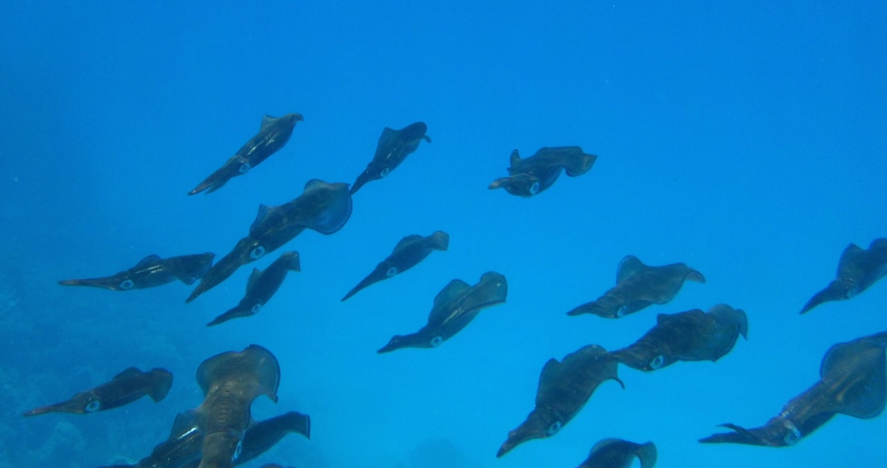 Strand Jaz Makadi Oasis Resort