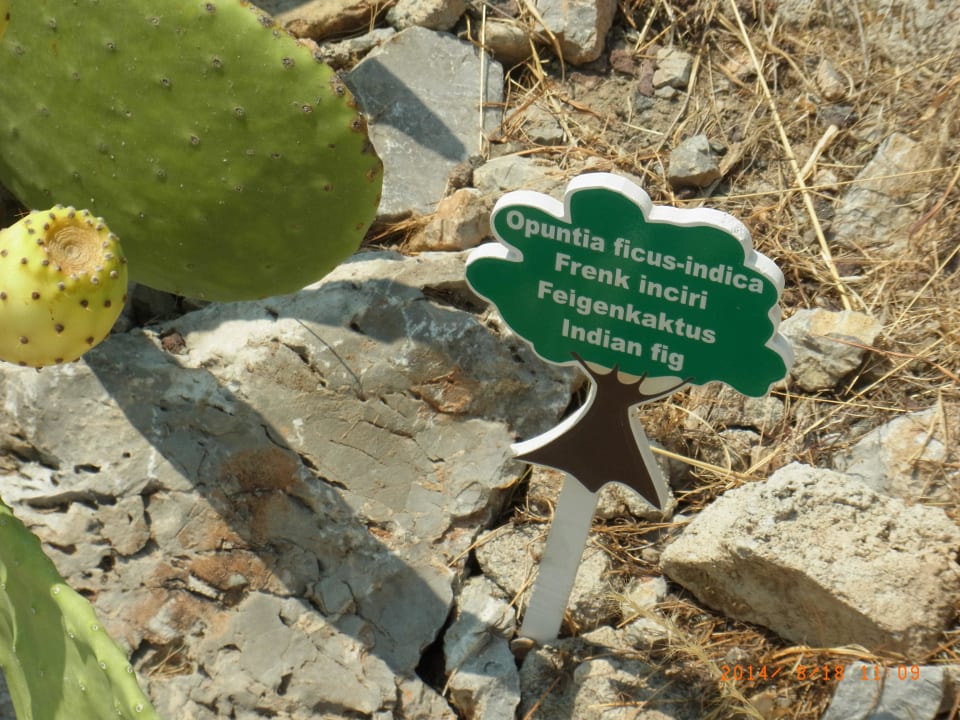 Indian fig TUI BLUE Seno - Adults Only