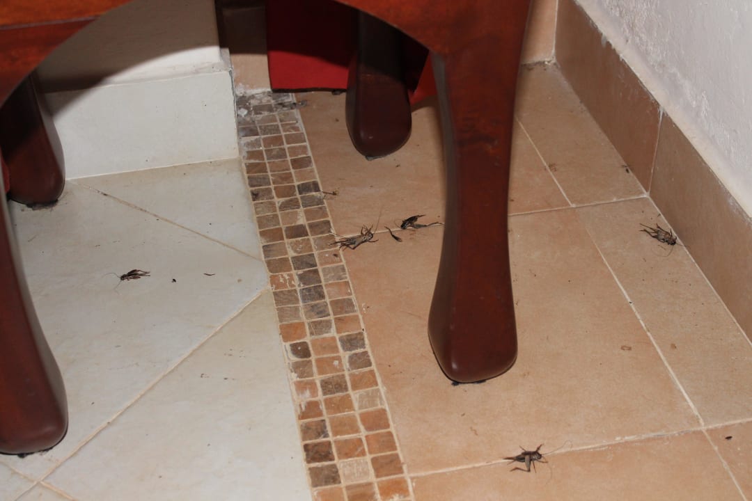 Tote Heuschrecken Ol Tukai Lodge