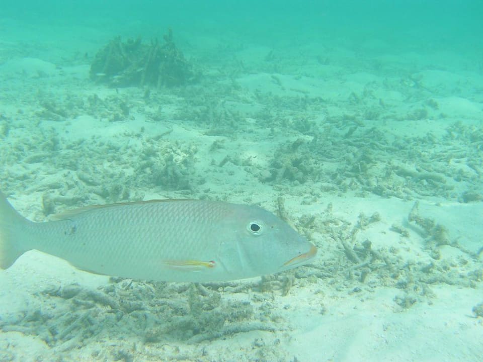 Unterwasserwelt SIV Summer Island Maldives