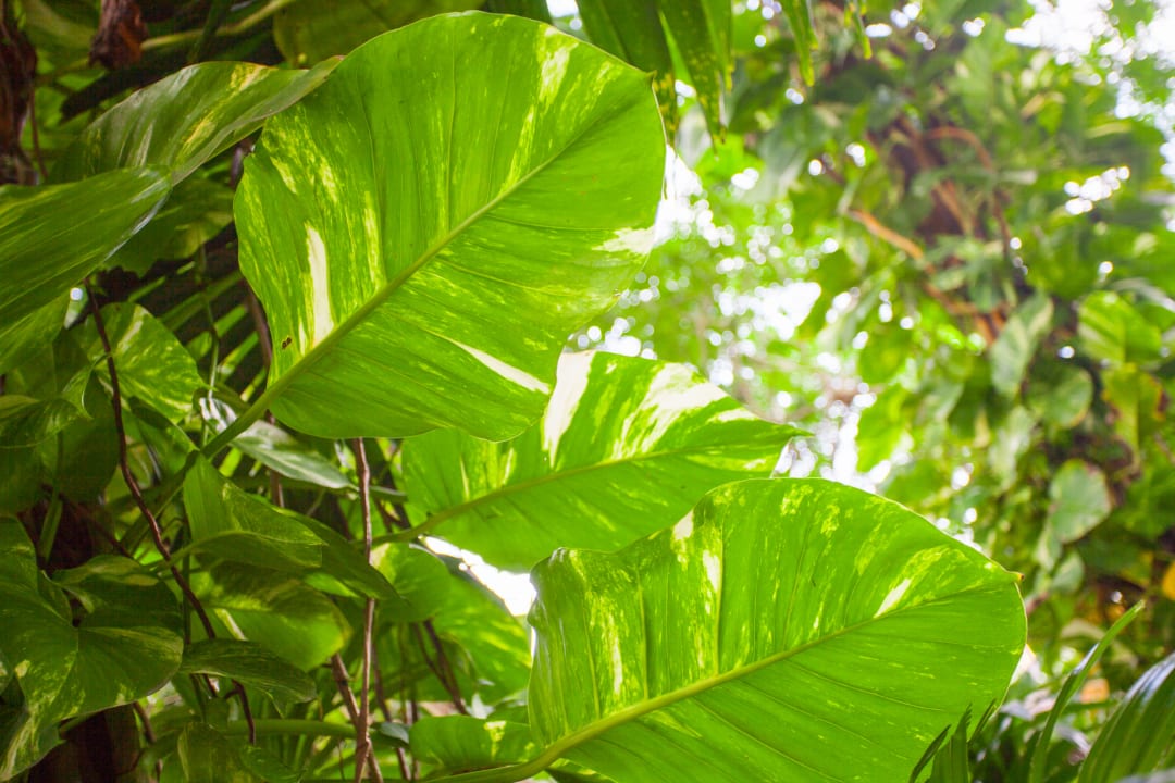 Gartenanlage Hotel Tropica Bungalow