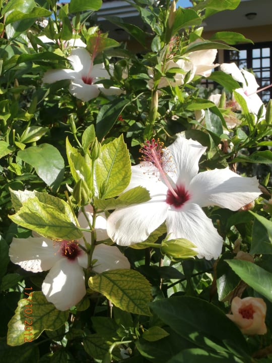 Garden Club Hotel Phaselis Rose