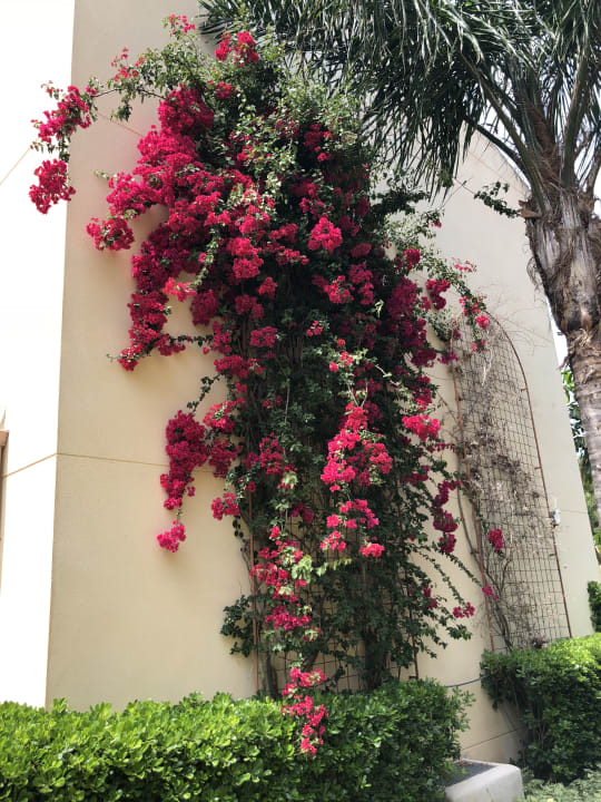 Gartenanlage Zafiro Mallorca