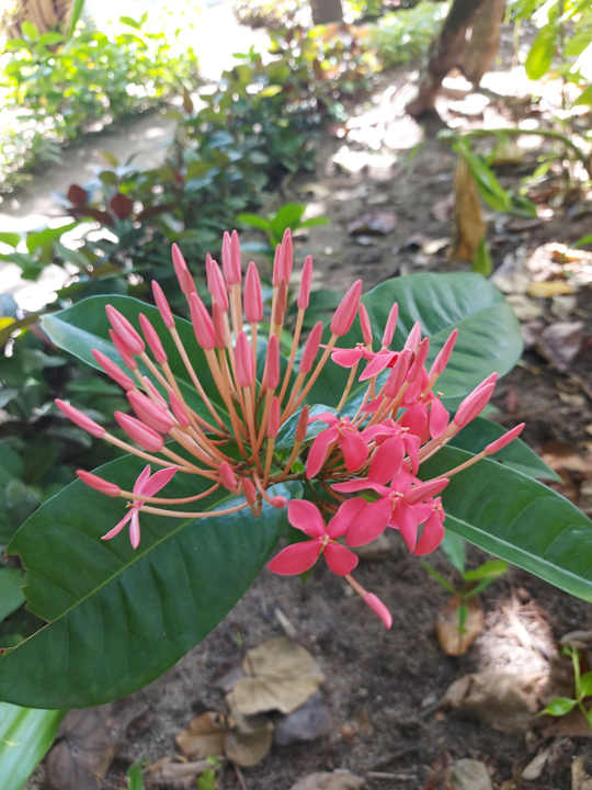 Gartenanlage NH Collection Maldives Reethi Resort