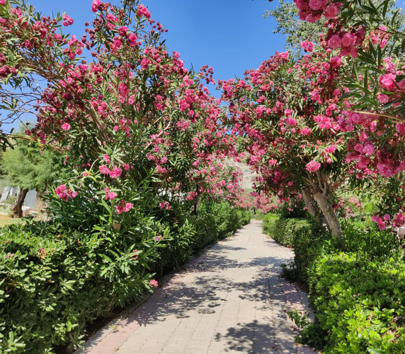 Gartenanlage Hotel Calypso Beach