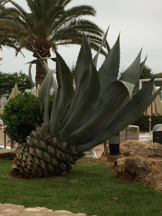 Garten Hipotels Dunas Cala Millor
