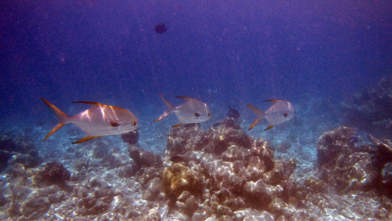Unter dem Meer Kuramathi Maldives