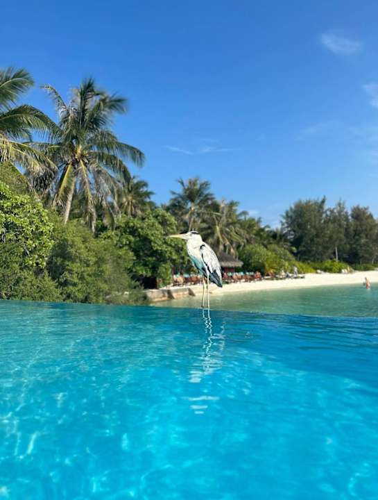 Pool Summer Island Maldives