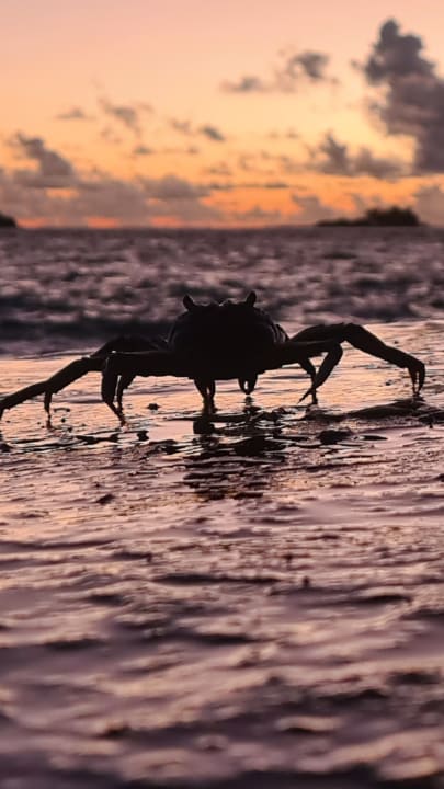 Strand Cinnamon Dhonveli Maldives