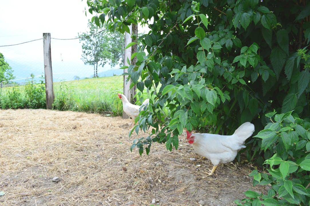 Da gibt es die "frischen" Frühstücks - Eier Erbhof Achrainer-Moosen