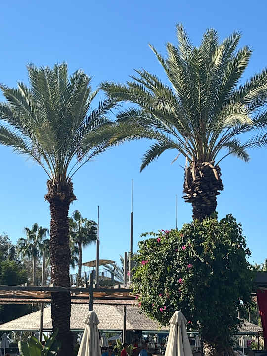 Gartenanlage Arum Barut Collection