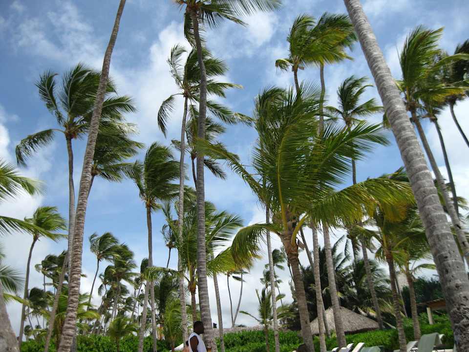 Strand -Palmen Secrets Royal Beach Punta Cana - Adults only