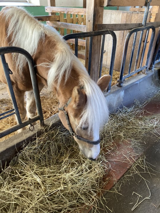 Sonstiges Staller Ferienhof
