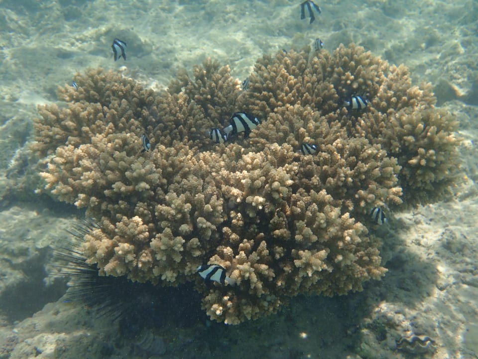 Strand Makadi Spa - Adults only