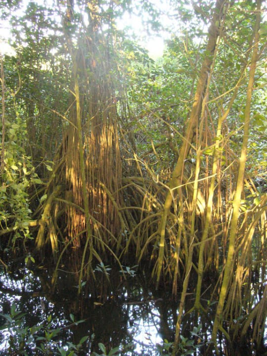 Mangroven Sunscape Puerto Plata