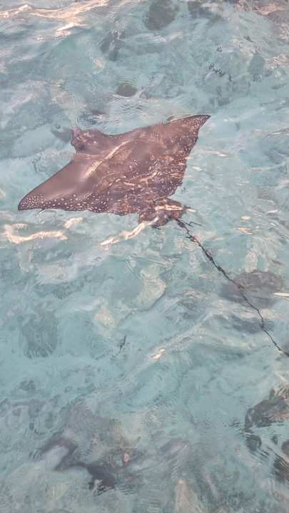 Zimmer Adaaran Prestige Water Villas - Premium All Inclusive