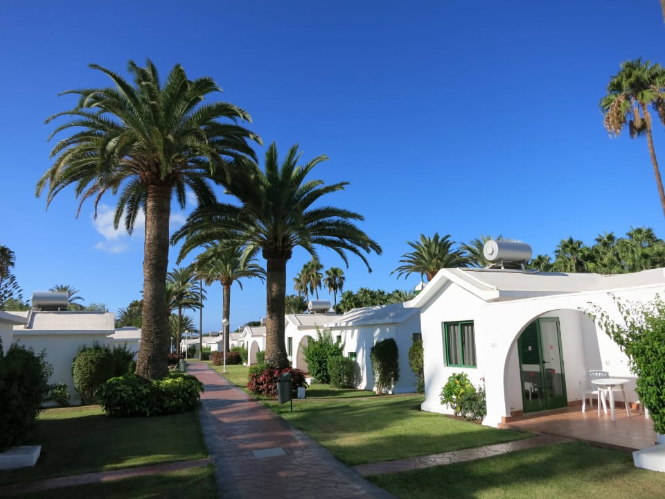 Schöne Bepflanzung Canary Garden Club