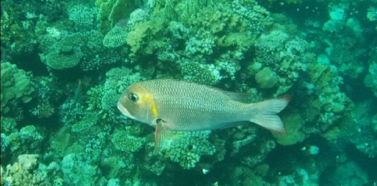 Strand Bliss Nada Beach Resort