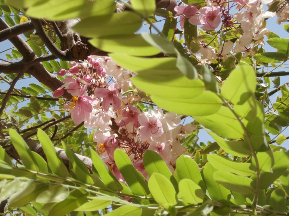 Хорошая территория Stella Beach Resort & Spa Makadi Bay