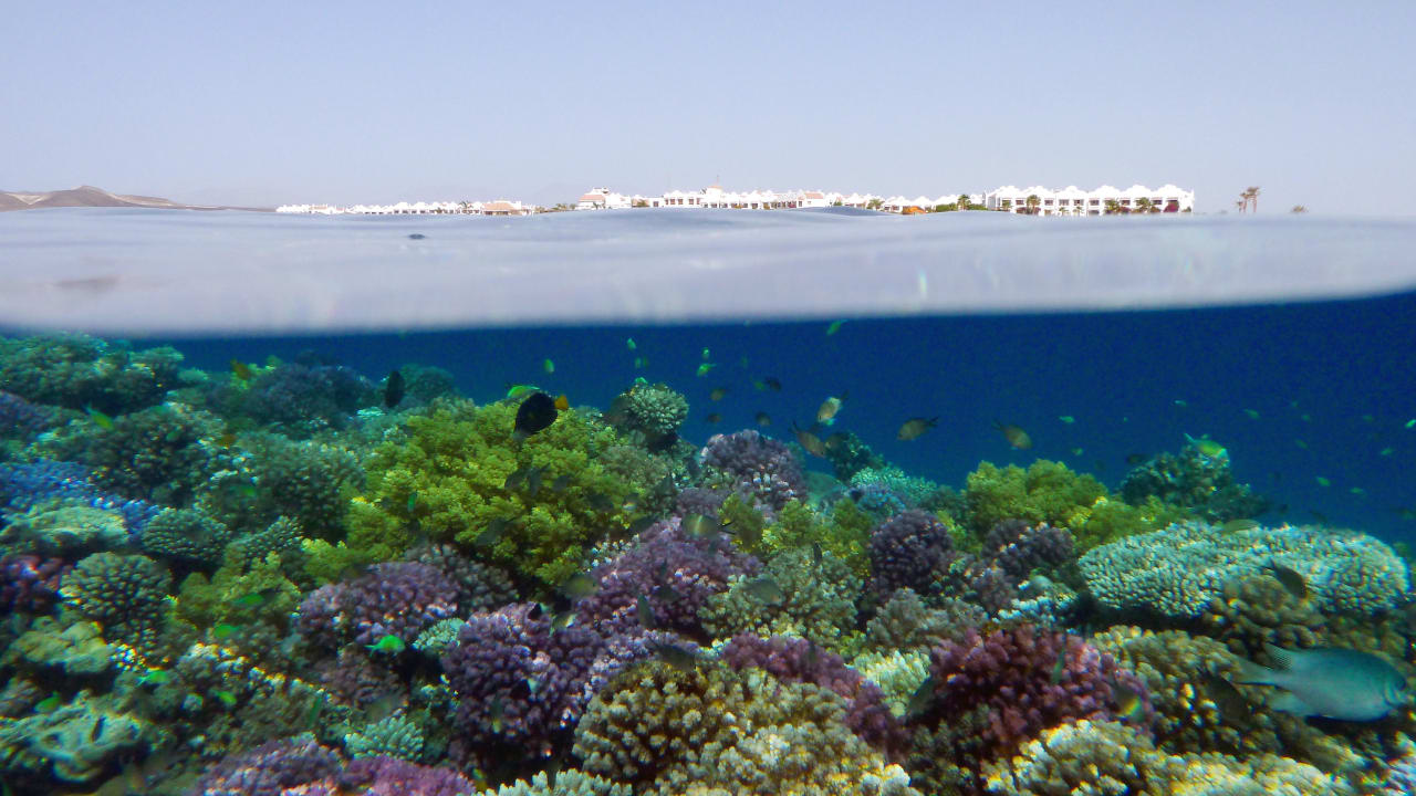 Hotel und Riff  Lahami Bay Beach Resort