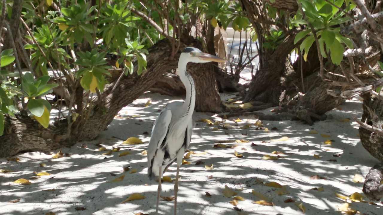 Sonstiges Summer Island Maldives