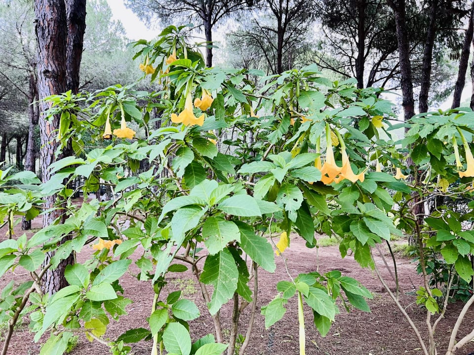 Gartenanlage Voyage Belek Golf & Spa