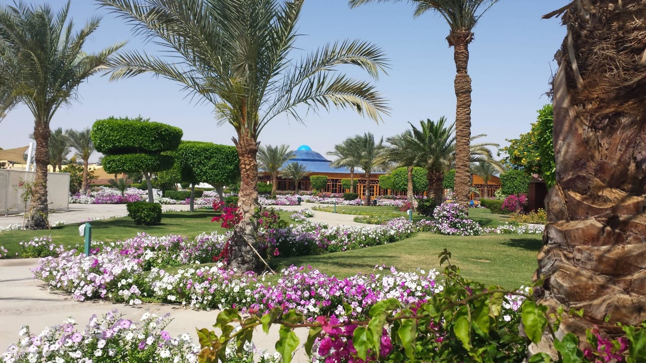 Blumenpracht Desert Rose