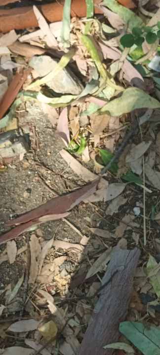 Strand Akrathos Beach Hotel