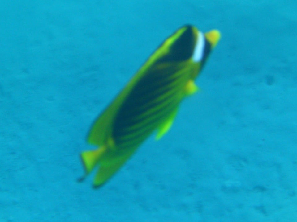 Davon gibt es viele Jaz Solaya