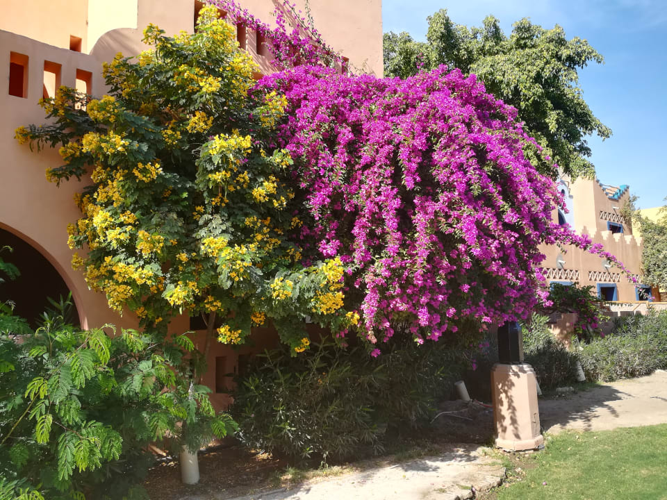 Gartenanlage Grand Makadi