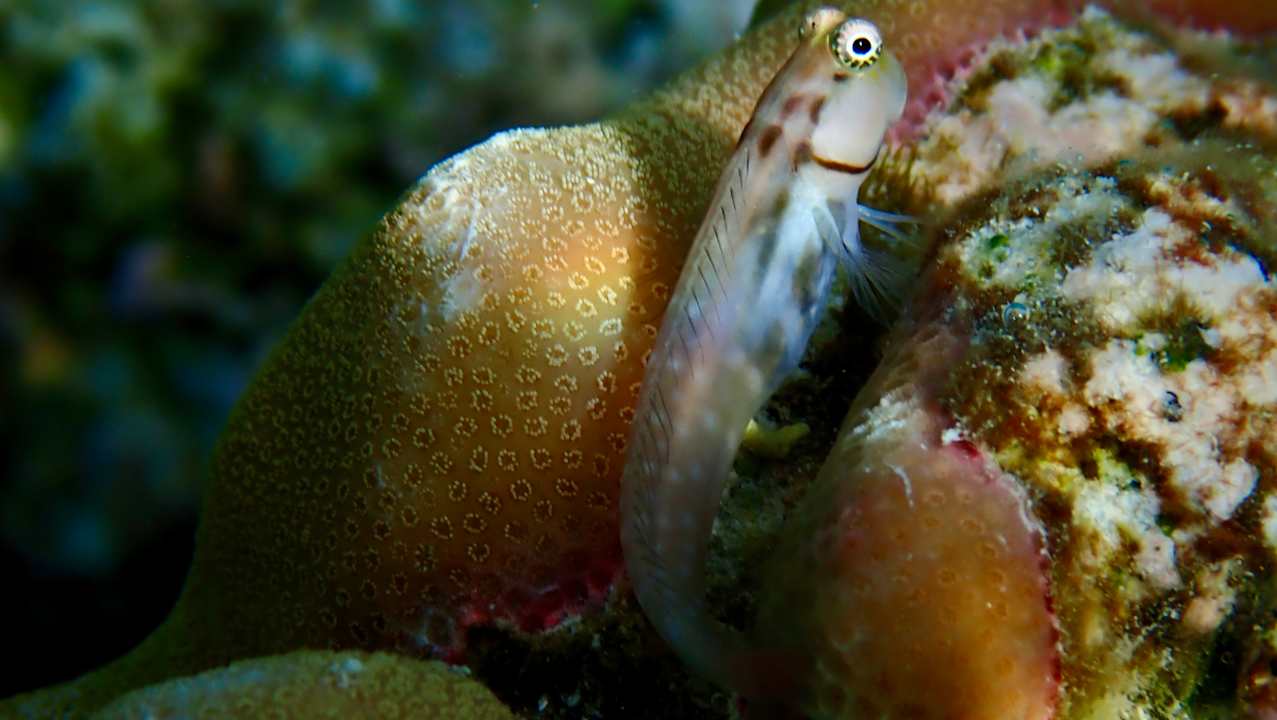 Gartenanlage Vilamendhoo Island Resort & Spa