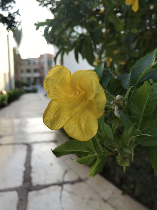 Gartenanlage Regency Plaza Aqua Park & Spa