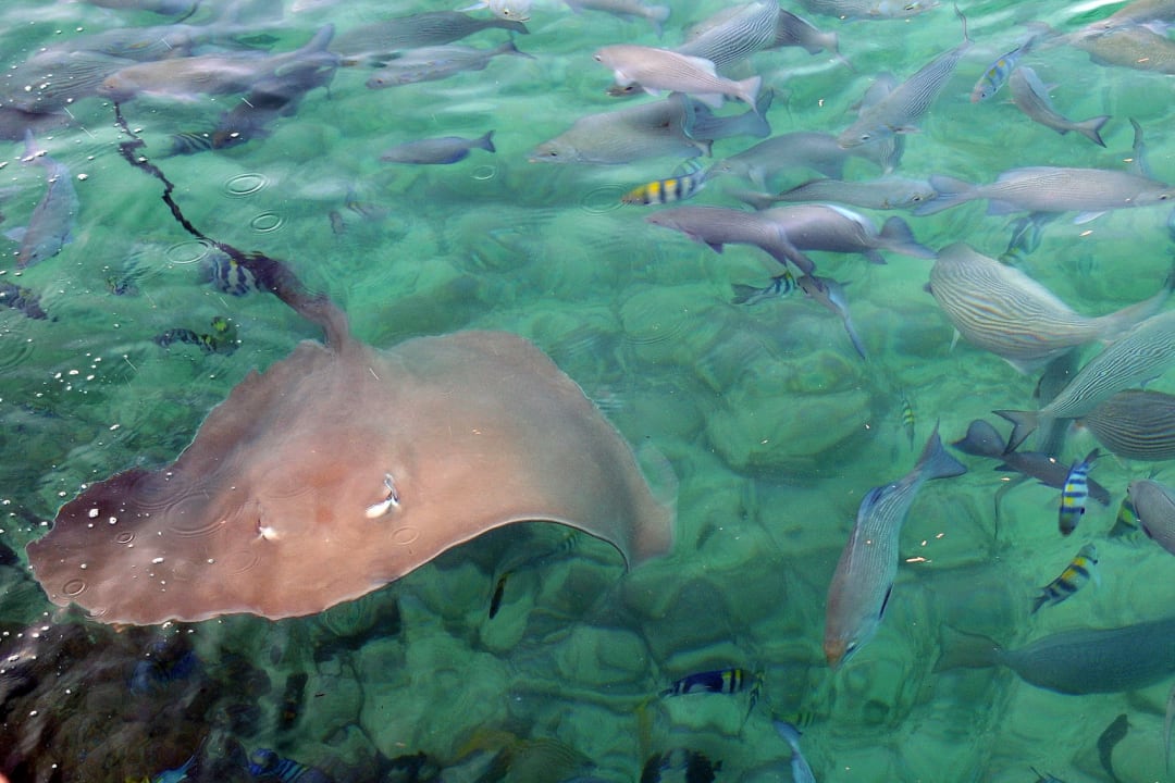 Sport & Freizeit Summer Island Maldives