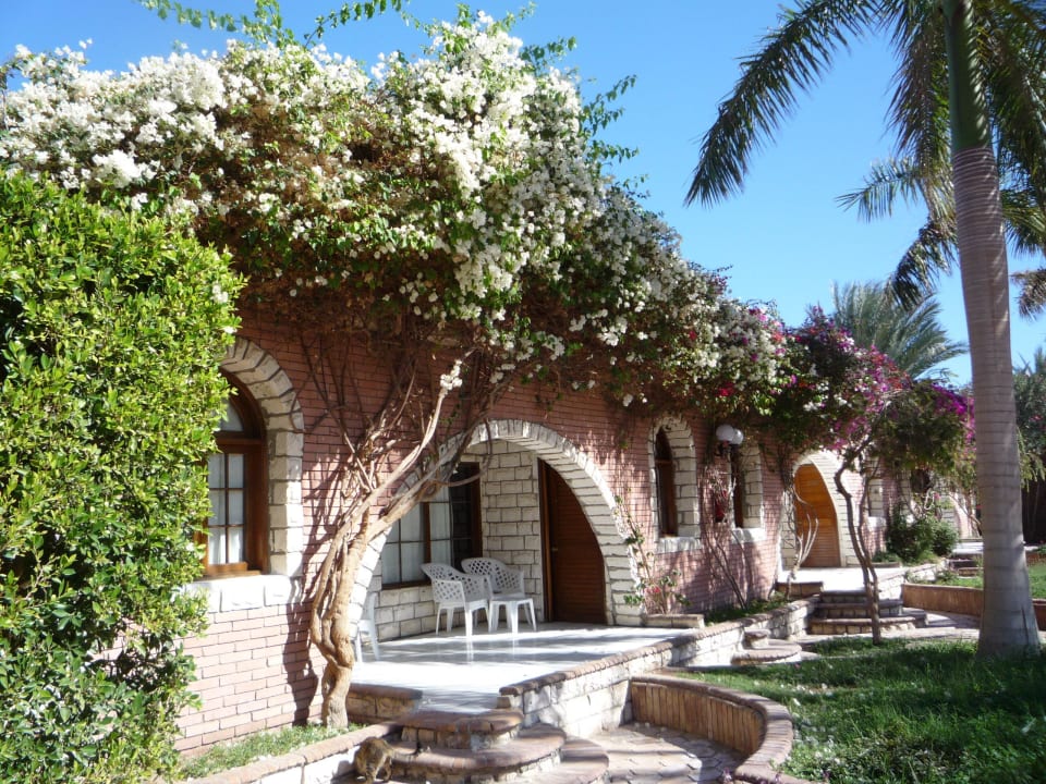 Zimmer Aladdin Beach Resort