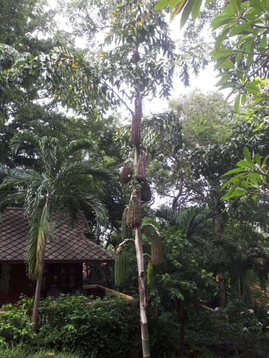 Gartenanlage The Fair House Beach Resort