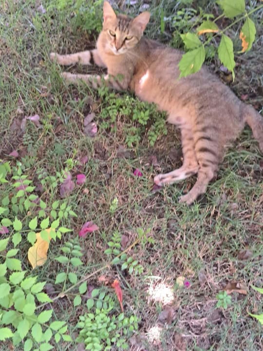 Sonstiges Aleria Belport Beach Hotel