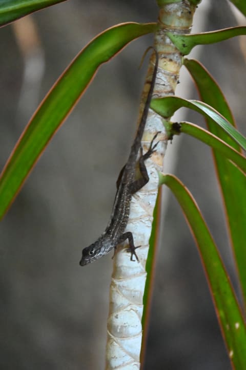 Gartenanlage Iberostar Waves Quetzal