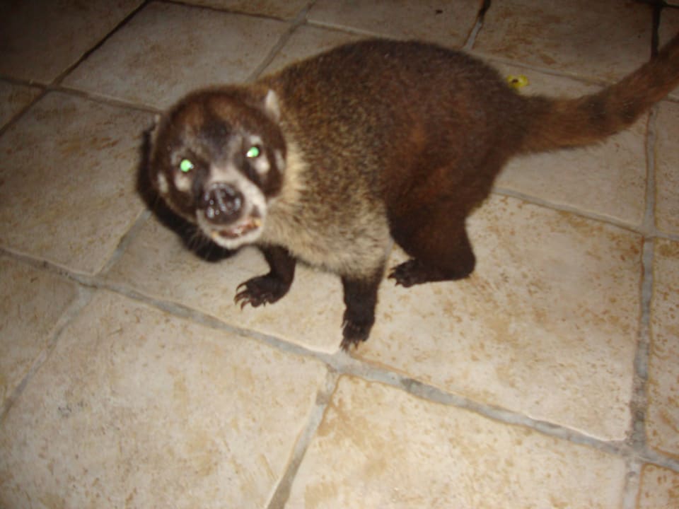 Hotel Catalonia Playa Maroma Catalonia Playa Maroma