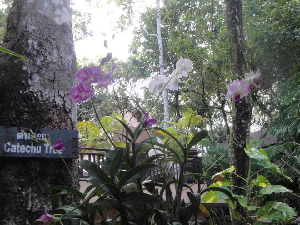 Orchideen Khao Lak Merlin Resort