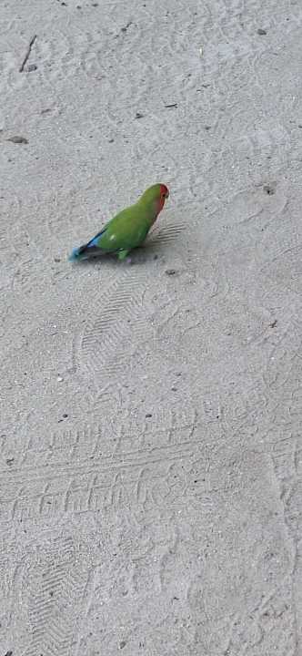 Strand Adaaran Select Meedhupparu Island Resort - Premium All Inclusive