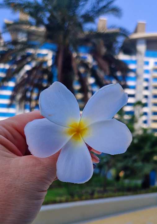 Gartenanlage Dukes The Palm Dubai Hotel