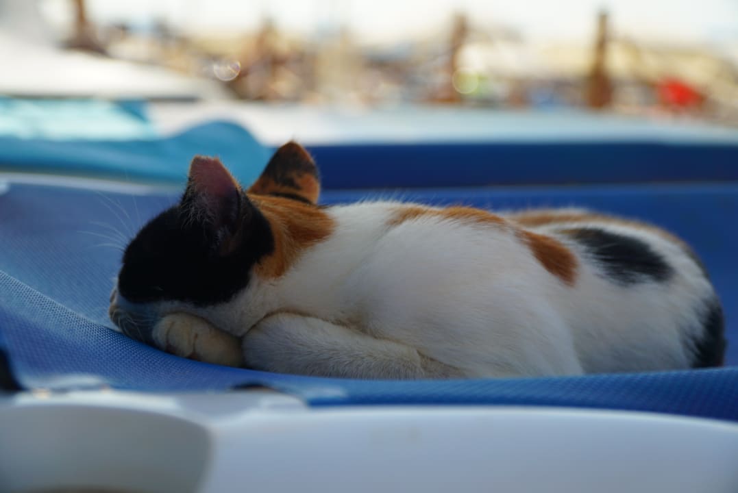 Sonstiges Numa Bay Exclusive Hotel